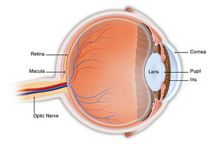 Eye Anatomy